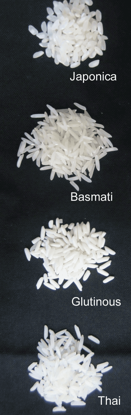 riz-rond-basmati-gluant-thai.png